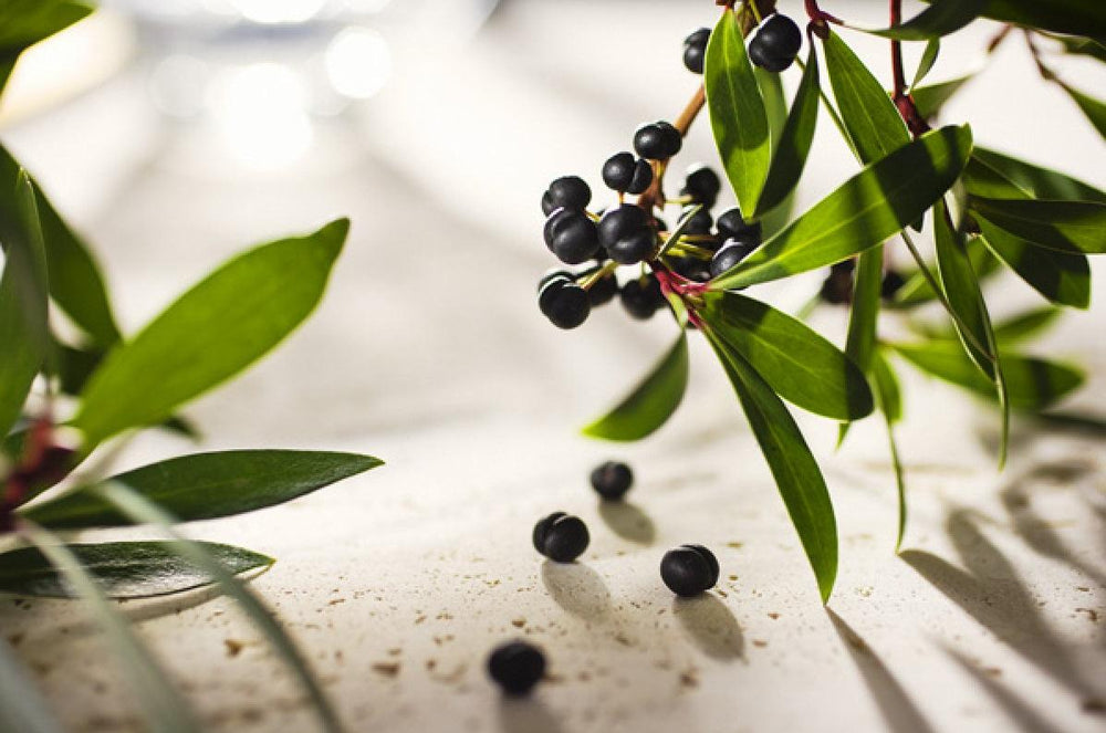 Australian Native Ingredients - A glossary of the different ingredient ...