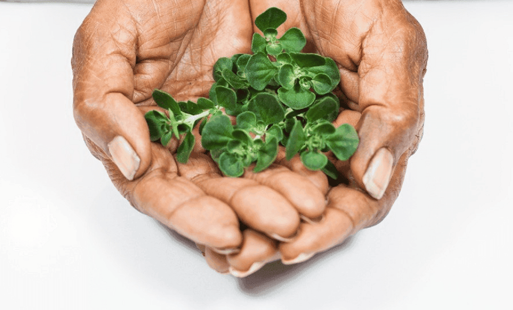 Outback Spirit Pure Native Herbs Bundle - The Herb and Spice Collection