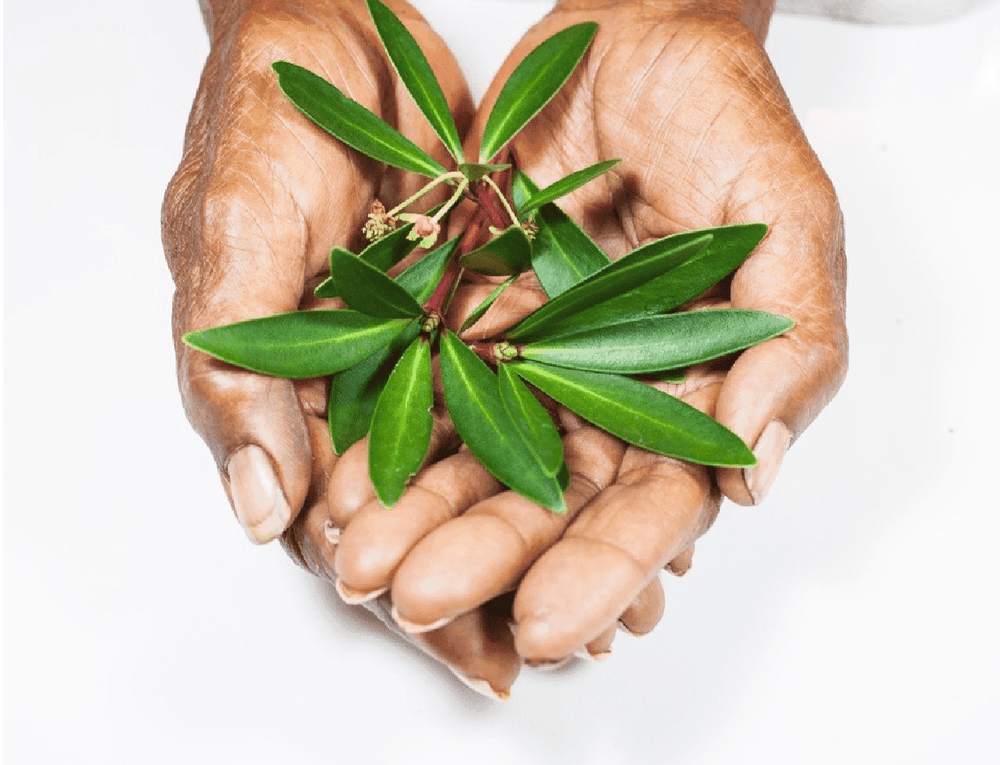 Outback Spirit Pure Native Herbs Bundle - The Herb and Spice Collection