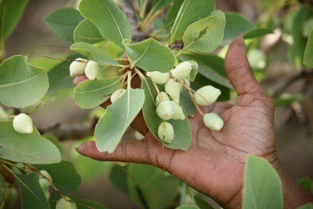 Outback Spirit Sauce Sweet Chilli Kakadu Plum Sauce 250ml (8.45 fl Oz) - Carton of 6