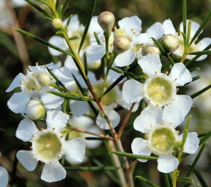 Outback Spirit Wax Flower Superfruit Powder